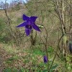 Aquilegia pyrenaica flower picture by Clavería Andrés (cc-by-sa)