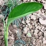 Curcuma aromatica leaf picture by Dieter Albrecht (cc-by-sa)