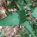 Silphium asteriscus leaf picture by Nick Farfsing (cc-by-sa)