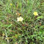 Fumana ericoides habit picture by bas yves (cc-by-sa)