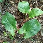 Arum cylindraceum leaf picture by Giamp gi (cc-by-sa)