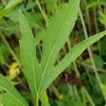 Rudbeckia laciniata leaf picture by Radu Nicolau (cc-by-sa)