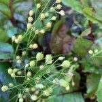 Camelina sativa fruit picture by Hans van den Heuvel (cc-by-sa)