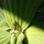 Pistia stratiotes flower picture by Goustan Bodin (cc-by-sa)