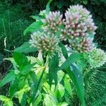 Eupatorium cannabinum habit picture by Panthère Rose (cc-by-sa)