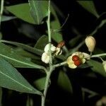 Maytenus boaria fruit picture by Daniel Barthelemy (cc-by-nc)