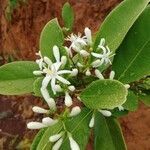 Coelospermum balansanum flower picture by Claude Hervais (cc-by-sa)