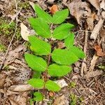 Apocynum cannabinum habit picture by MKJL Property (cc-by-sa)