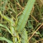 Chamaecrista mimosoides leaf picture by susan brown (cc-by-sa)