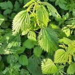 Urtica membranacea habit picture by Monteiro Henrique (cc-by-sa)