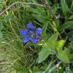 Gentiana affinis flower picture by Straka Kelli (cc-by-sa)