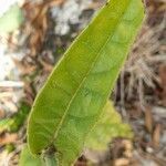 Nicotiana alata leaf picture by Beach Heaven (cc-by-sa)