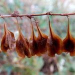 Fallopia baldschuanica fruit picture by Pezzi Miguel Ángel (cc-by-sa)