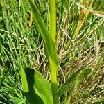 Pseudorchis albida leaf picture by Jani Zadrgal (cc-by-sa)