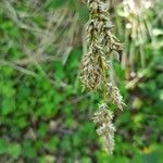 Carex paniculata flower picture by Christophe Gautreau (cc-by-sa)