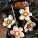 Garcinia prainiana flower picture by Pierre Bonnet (cc-by-sa)