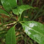 Manilkara zapota leaf picture by Nelson Zamora Villalobos (cc-by-nc)