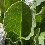 Doronicum grandiflorum leaf picture by Denis Bastianelli (cc-by-sa)