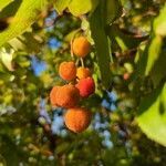 Arbutus menziesii fruit picture by Steven Fisher (cc-by-sa)