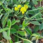 Crotalaria chrysochlora leaf picture by susan brown (cc-by-sa)