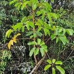 Schefflera actinophylla habit picture by Frederick Henderson (cc-by-sa)