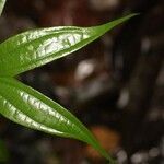 Bauhinia longicuspis leaf picture by R. Tournebize (cc-by-sa)