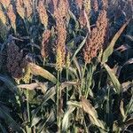 Sorghum bicolor habit picture by Valentin Fleury (cc-by-sa)