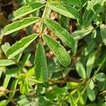 Indigofera brevicalyx leaf picture by susan brown (cc-by-sa)