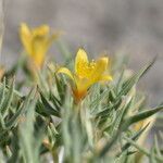 Mentzelia torreyi flower picture by Jack Pommer (cc-by-sa)