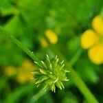 Ranunculus acris fruit picture by Andrei Contiu (cc-by-sa)