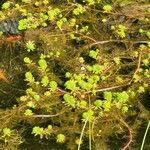 Myriophyllum aquaticum habit picture by Alexandre Labbe (cc-by-sa)