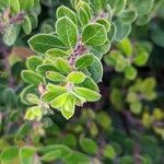 Arctostaphylos edmundsii leaf picture by Johnny Poppyseed (cc-by-sa)