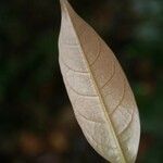 Licania latistipula leaf picture by Jean-François Molino (cc-by-sa)