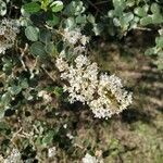 Ceanothus megacarpus flower picture by Lauren Holloway (cc-by-sa)