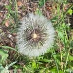 Taraxacum erythrospermum fruit picture by Aurélia et JChris Courte-Barbary (cc-by-sa)