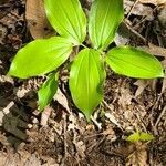 Maianthemum racemosum leaf picture by Mike Rousseau (cc-by-sa)