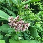 Asclepias purpurascens flower picture by Alexander T. Griscom (cc-by-sa)