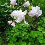 Aquilegia vulgaris flower picture by Emanuela Nervo (cc-by-sa)