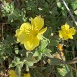 Oenothera drummondii habit picture by Rina Jeger (cc-by-sa)