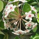 Hoya carnosa flower picture by JH LEE (cc-by-sa)