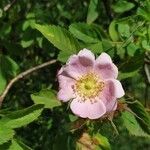 Rosa micrantha flower picture by флора 🌺 (cc-by-sa)