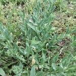 Lepidium draba habit picture by maxinlght (cc-by-sa)