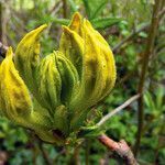 Rhododendron luteum flower picture by Andrzej Konstantynowicz (cc-by-sa)