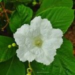 Cordia superba flower picture by Moura Vanessa (cc-by-sa)