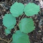 Corylus cornuta leaf picture by bryan brunet (cc-by-sa)