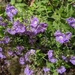 Phacelia bipinnatifida flower picture by Courtney H (cc-by-sa)