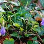 Viola riviniana habit picture by Pierre LEON (cc-by-sa)