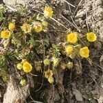 Potentilla aurea flower picture by fanny janier (cc-by-sa)