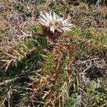 Carlina acaulis habit picture by Tomaž Jančar (cc-by-sa)