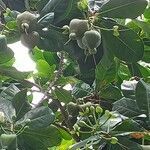 Barringtonia asiatica fruit picture by Ankit Pathak (cc-by-sa)